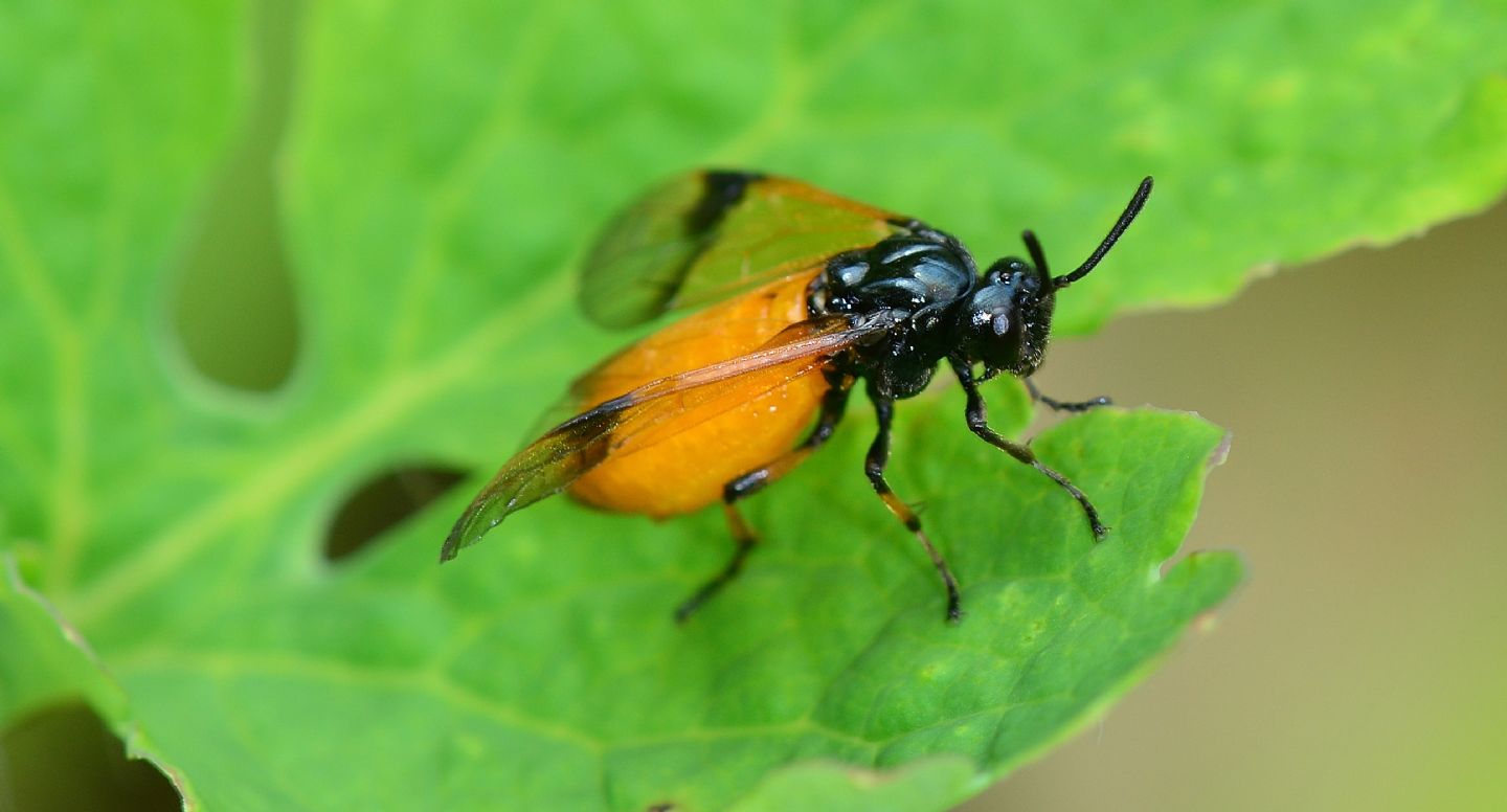 Argidae: Arge cyanocrocea