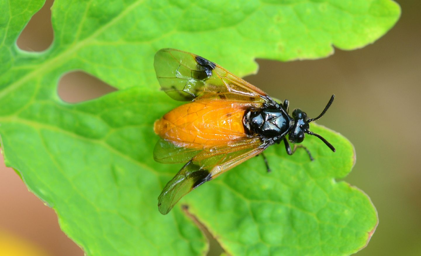 Argidae: Arge cyanocrocea