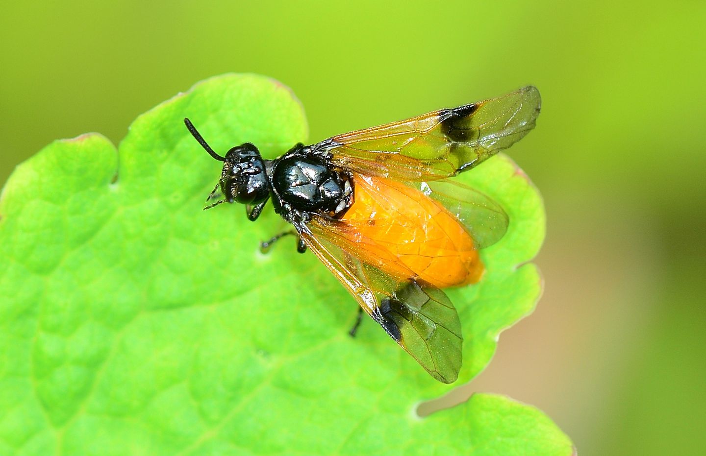 Argidae: Arge cyanocrocea