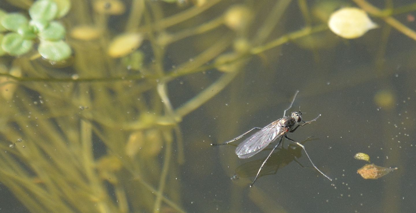 Hydrophorus sp. (Dolichopodidae)