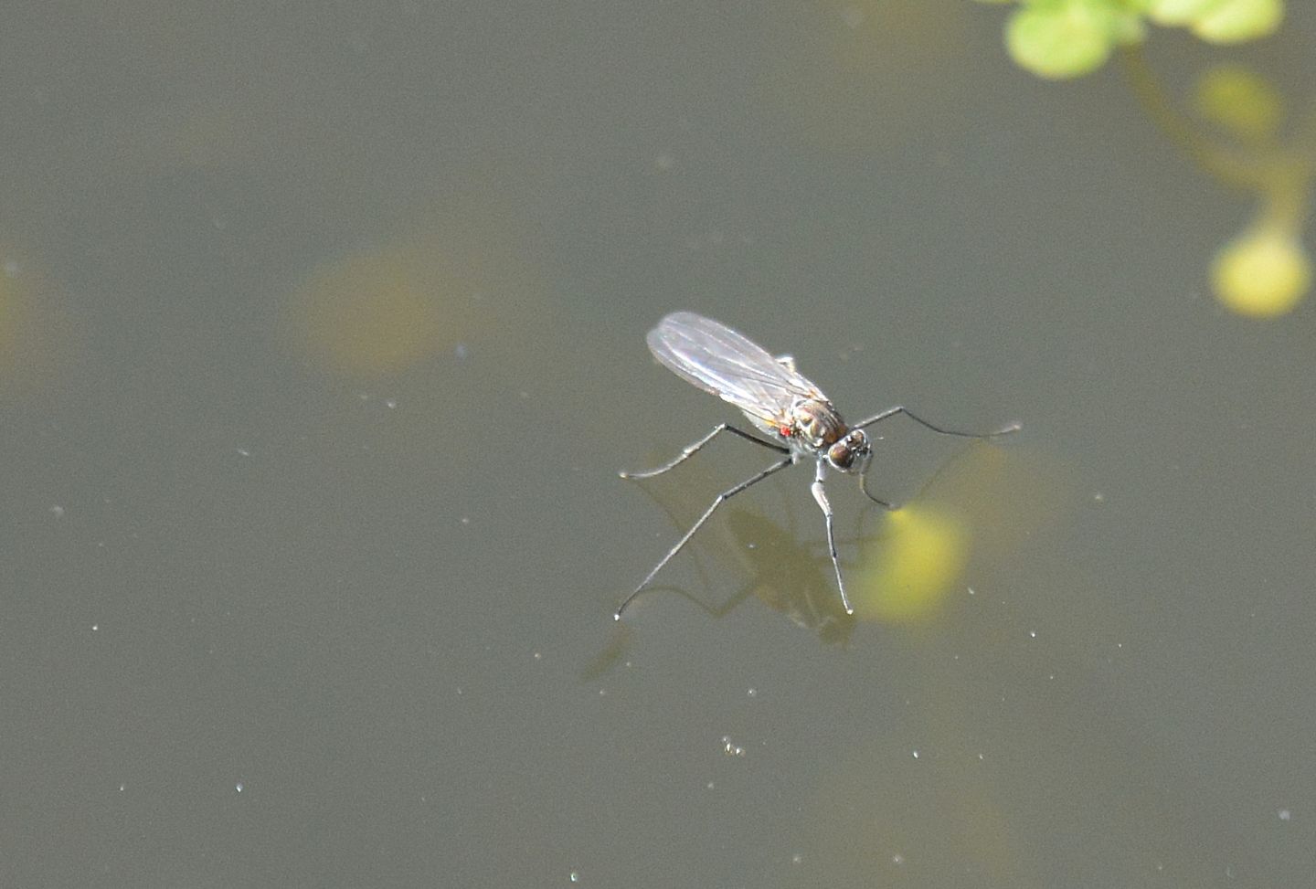 Hydrophorus sp. (Dolichopodidae)