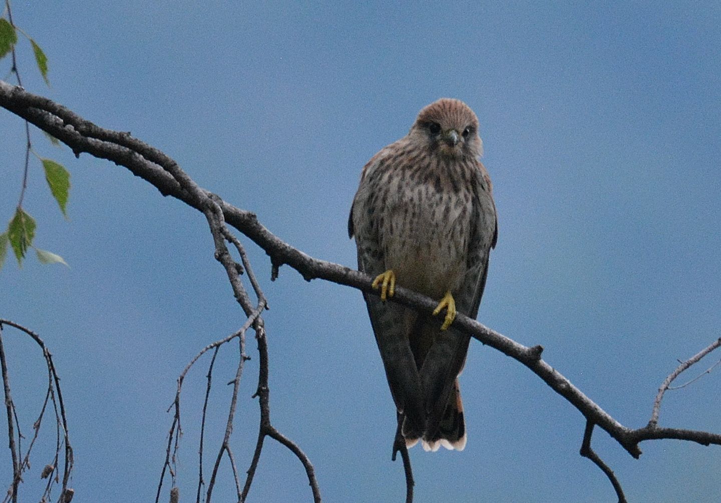 visita rapace: Gheppio