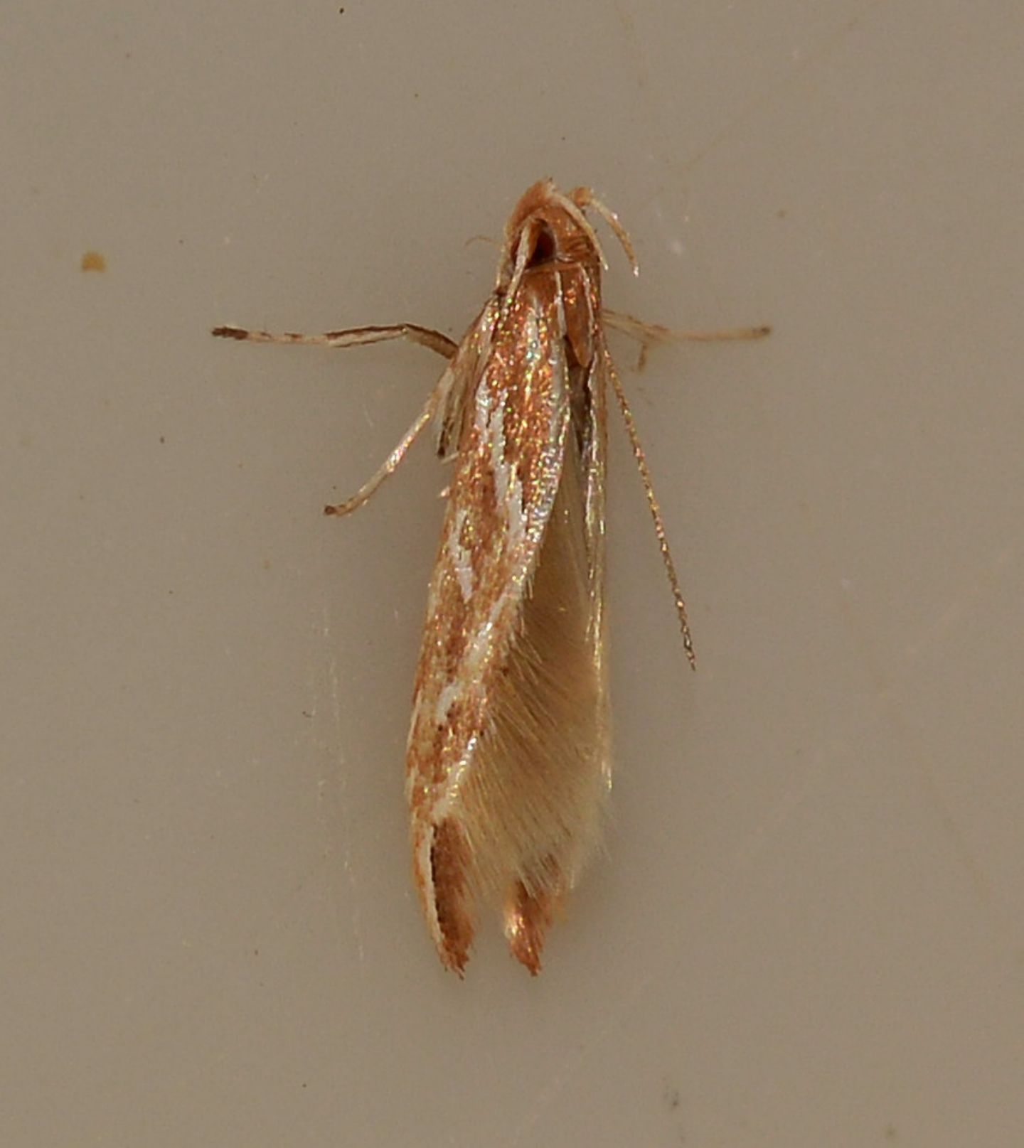 Cosmopterigidae: Pyroderces argyrogrammos