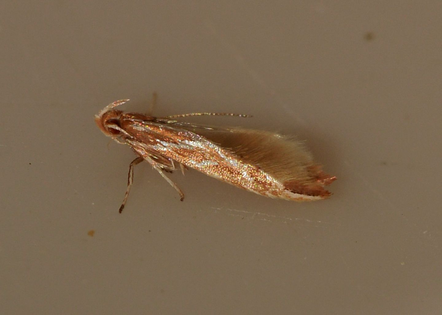 Cosmopterigidae: Pyroderces argyrogrammos