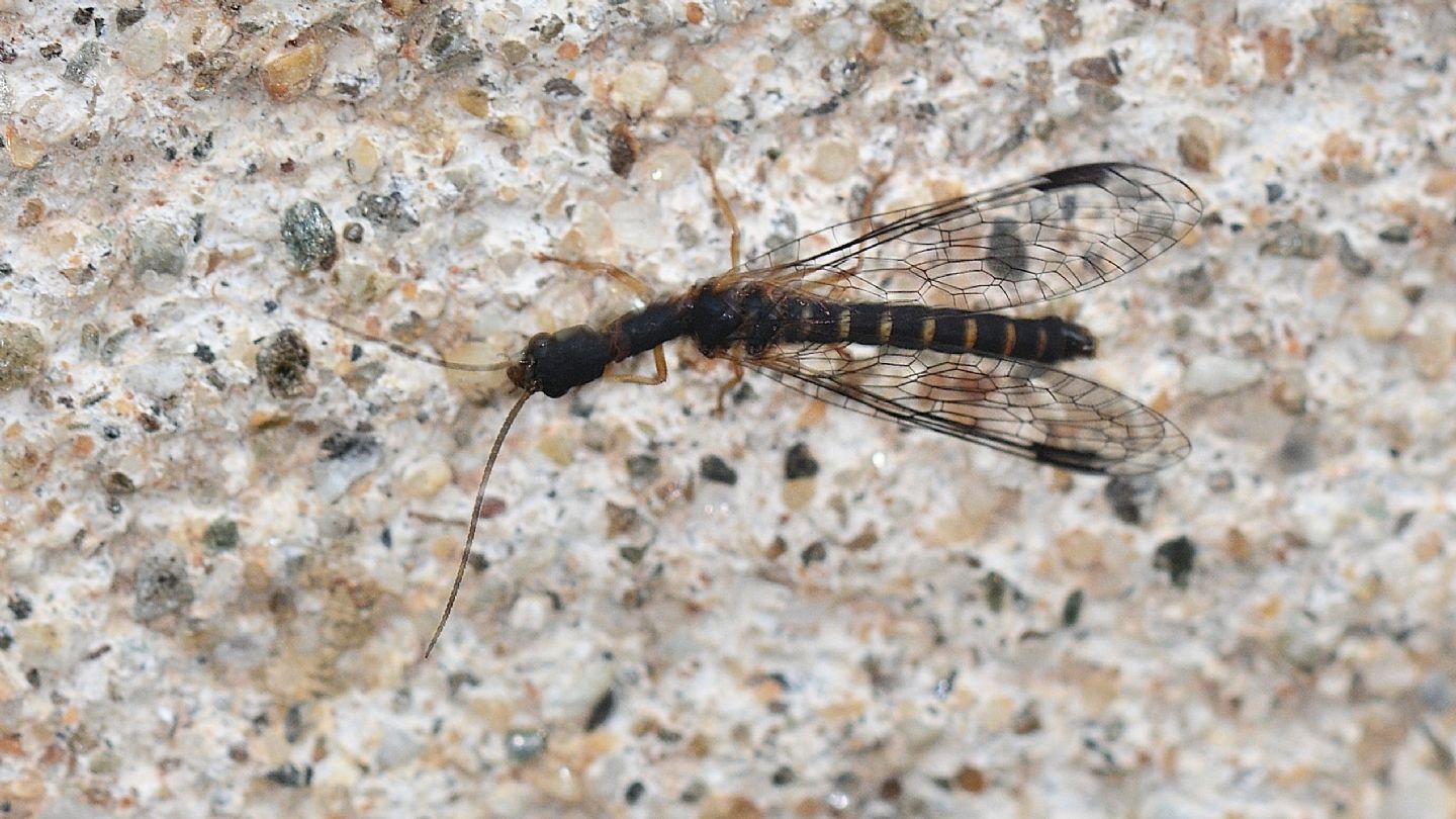 Raphidiidae?  No, Inocelliidae: Parainocellia bicolor