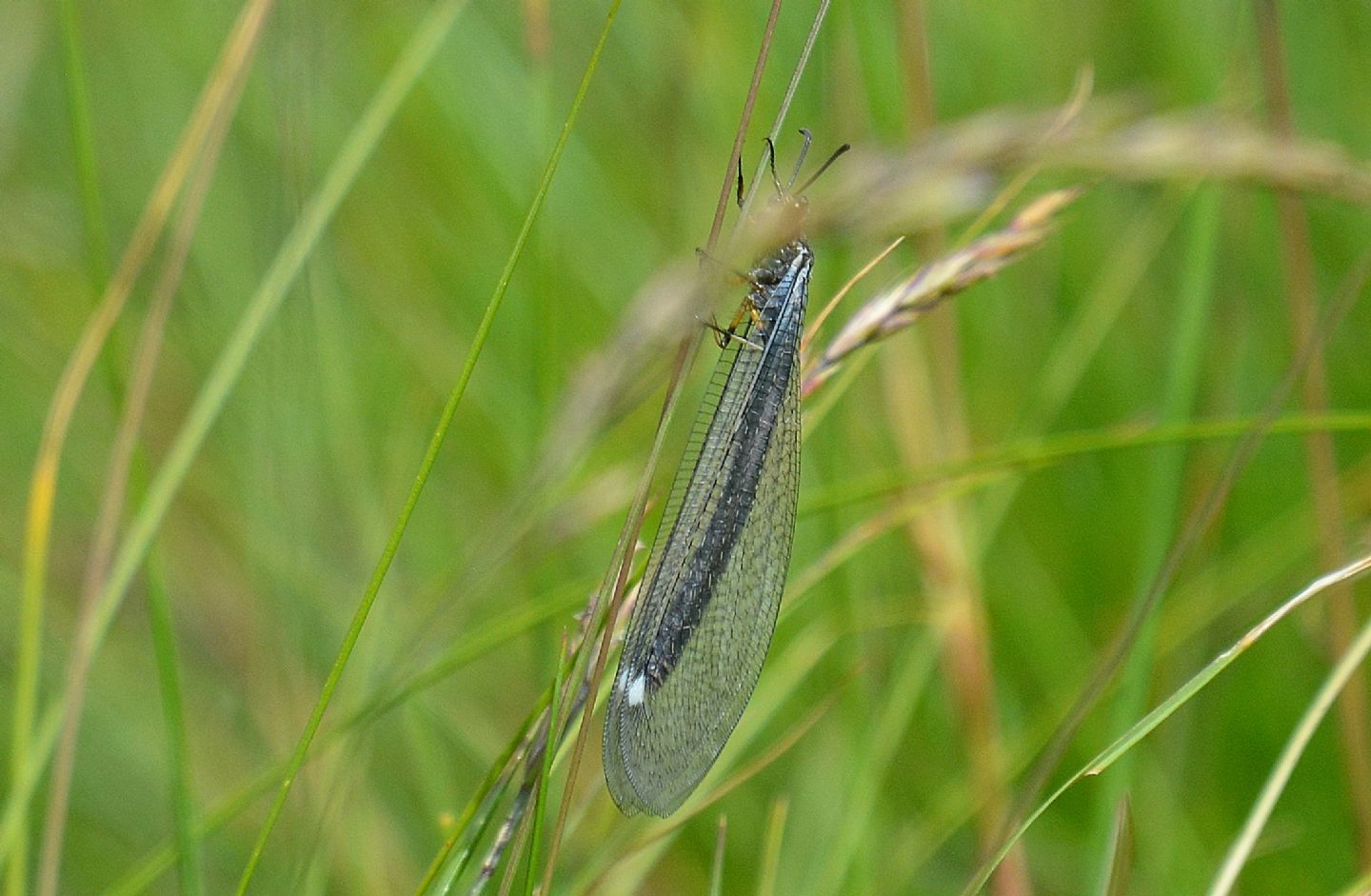 Myrmeleontidae: Myrmeleon formicarius