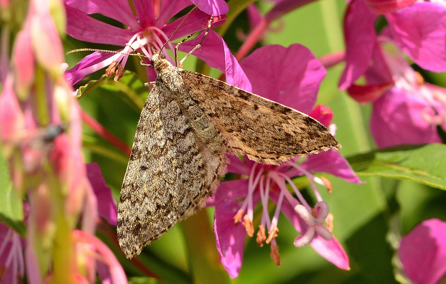 Geometridae incerto: Entephria caesiata