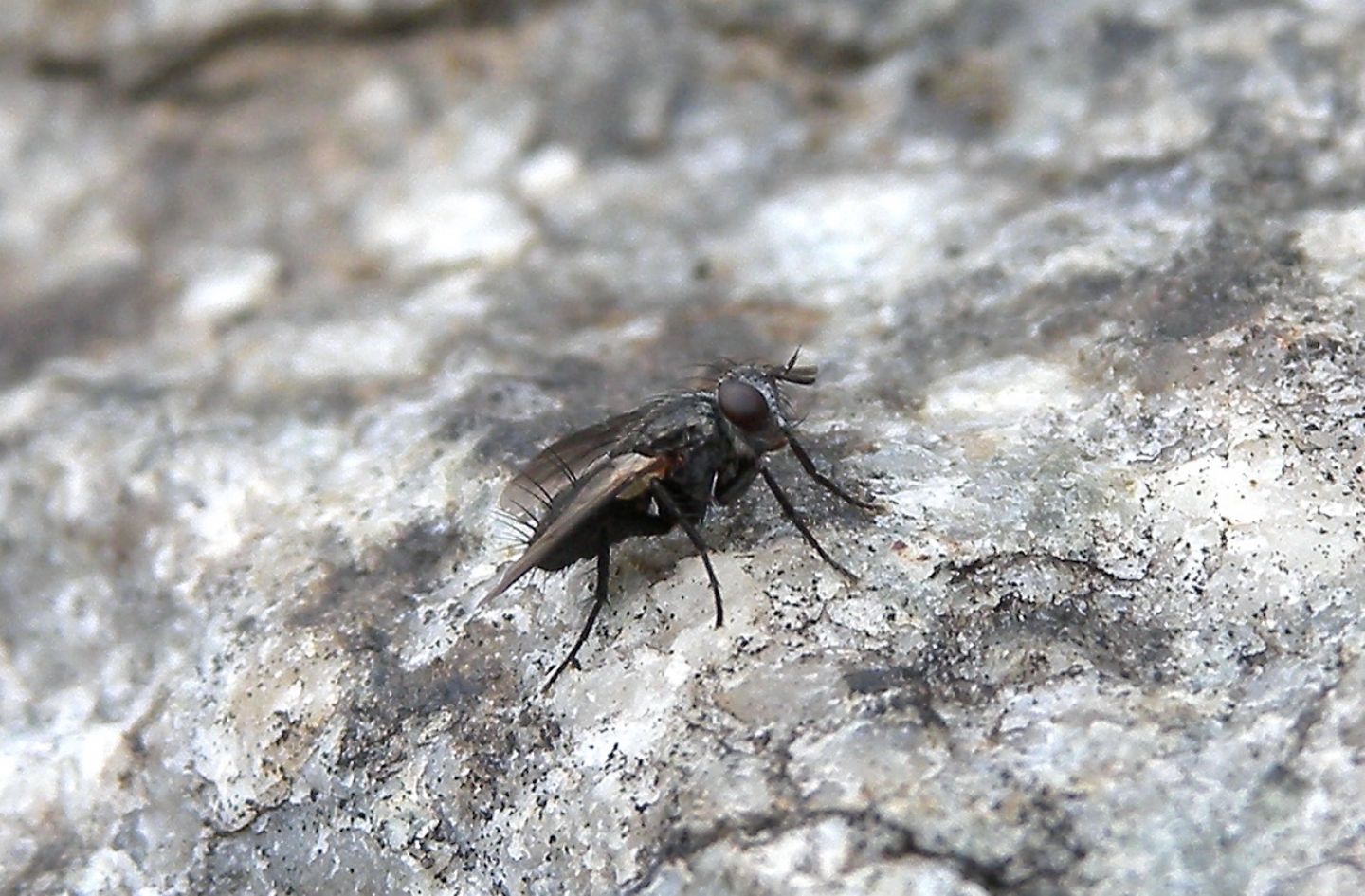 Rhinophoridae: Melanophora roralis
