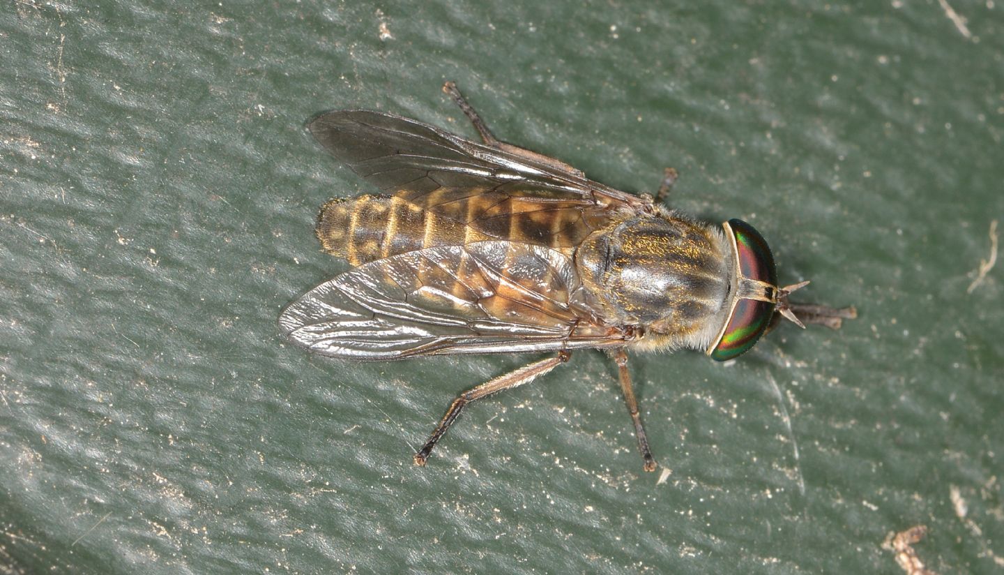 Tabanidae con occhi iridescenti da id.