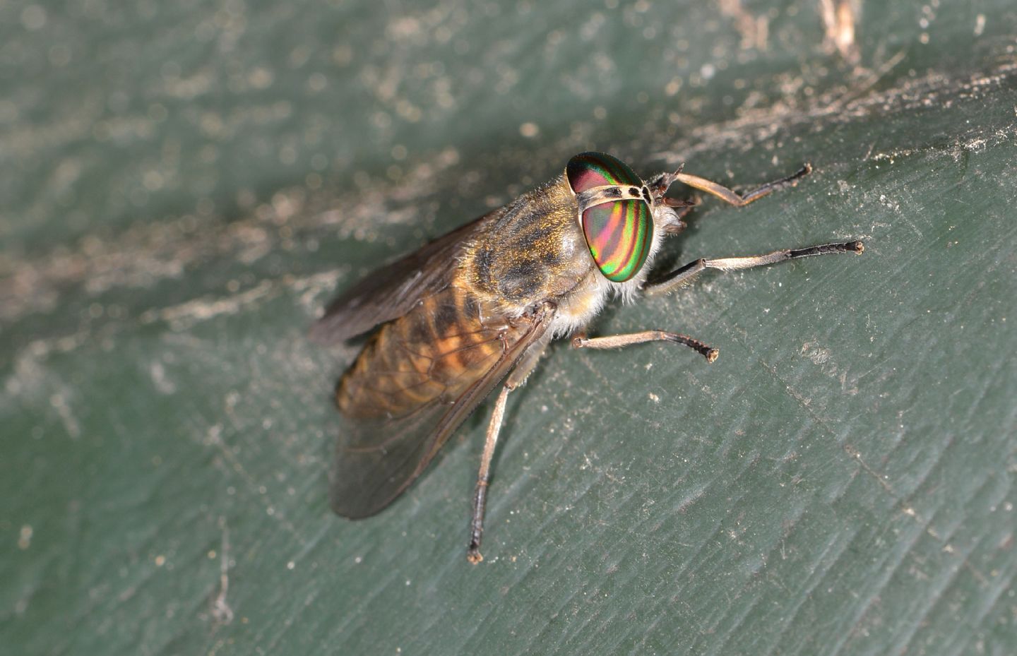 Tabanidae con occhi iridescenti da id.