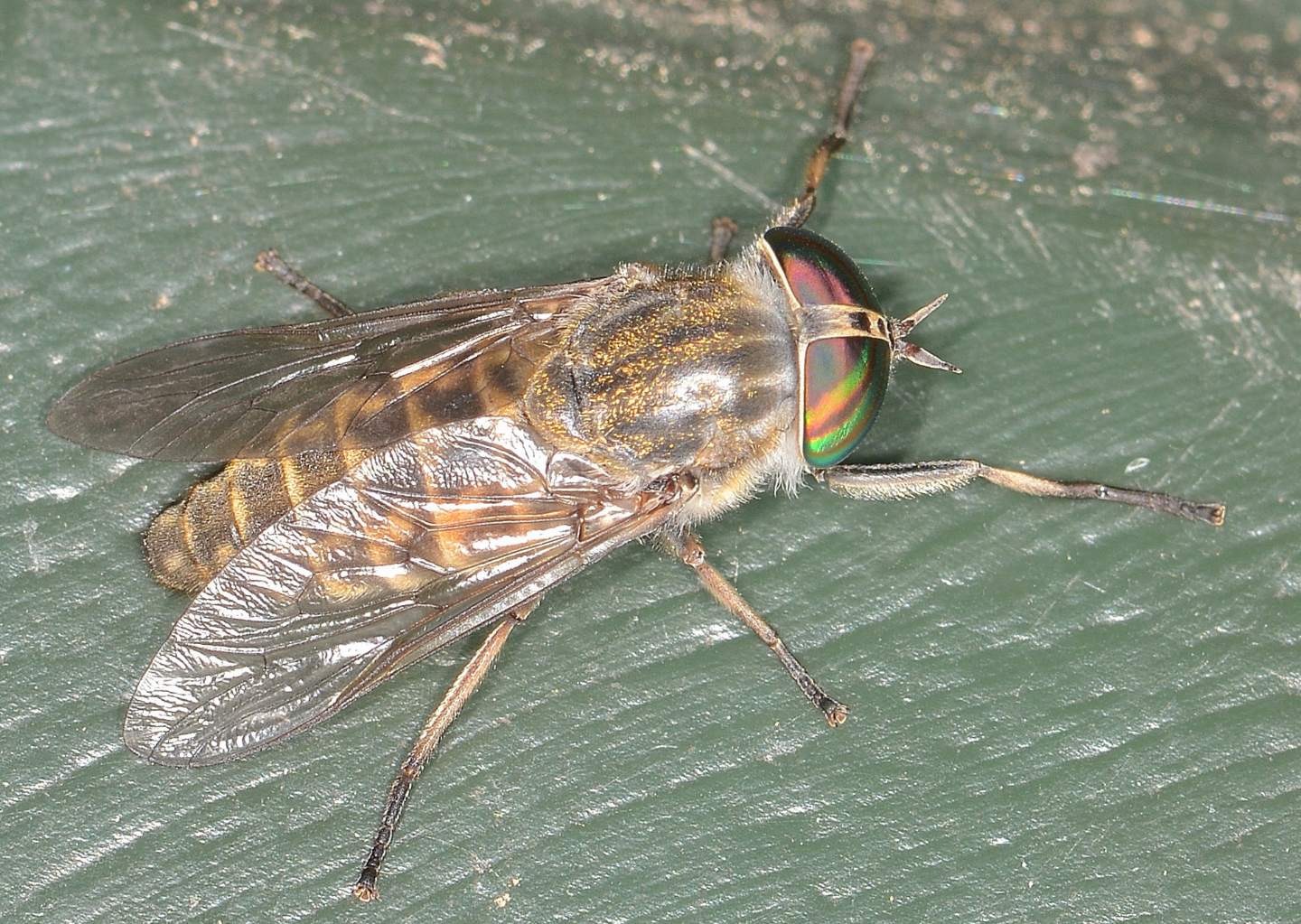 Tabanidae con occhi iridescenti da id.
