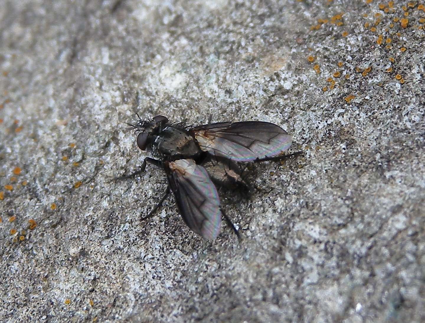 Rhinophoridae: Melanophora roralis