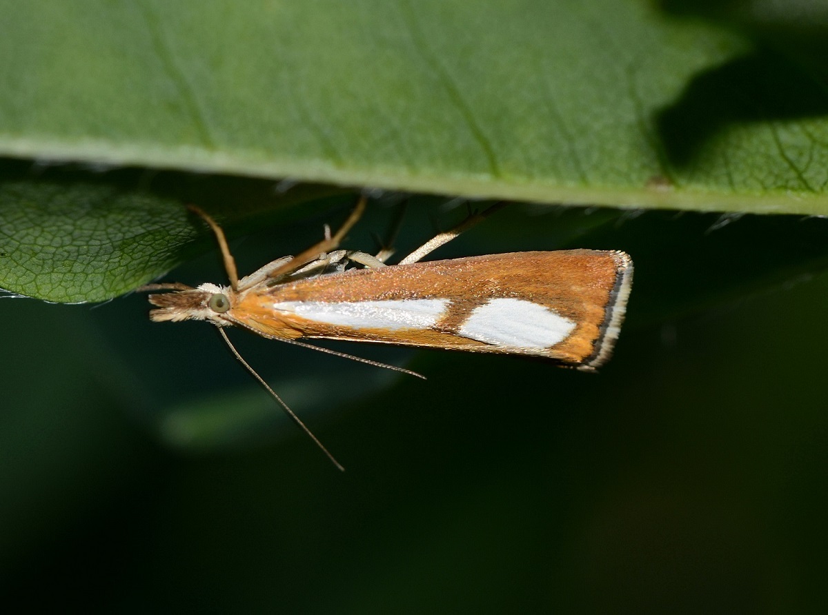 Crambidae: Catoptria conchella