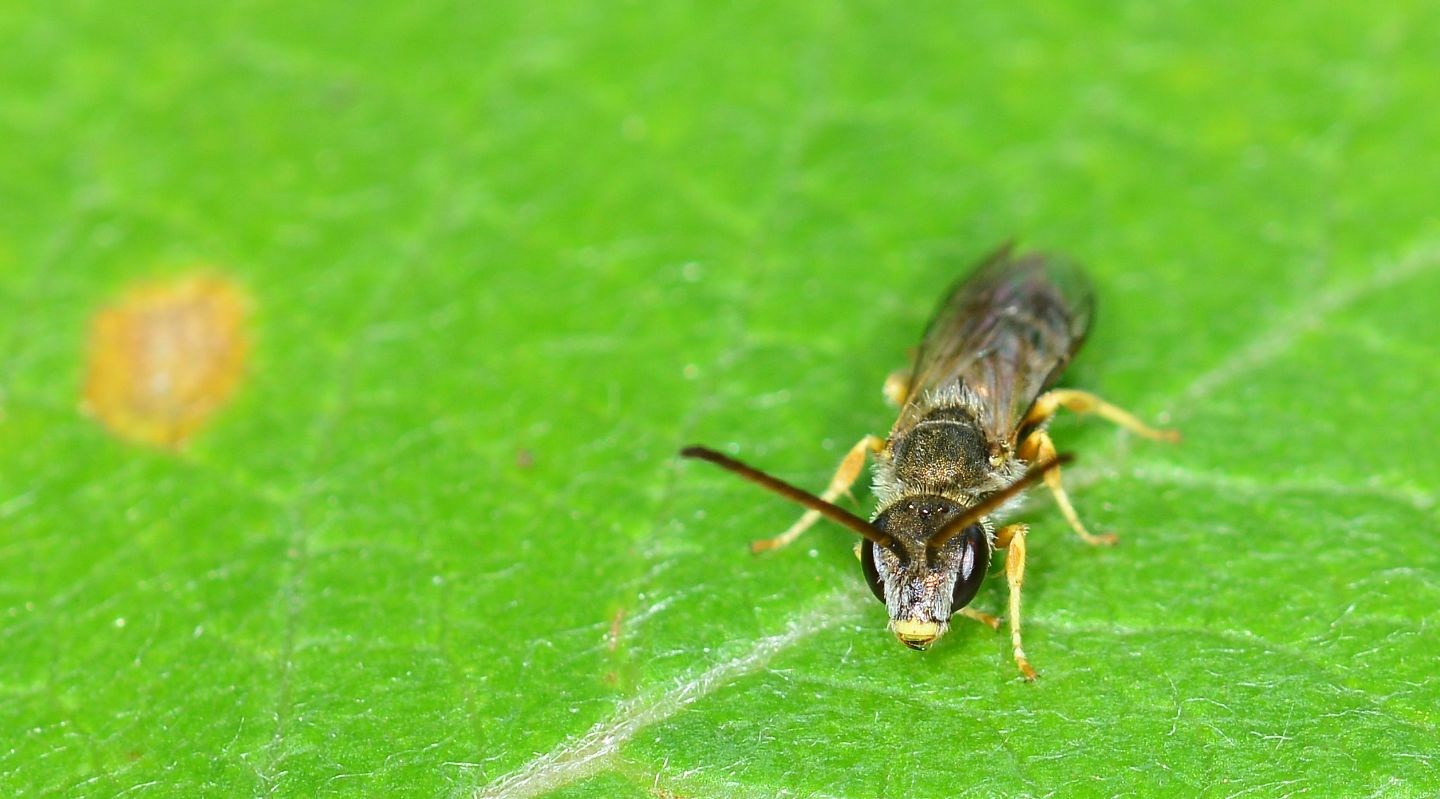 Apidae Halictinae, maschio: Lasioglossum sp. o Halictus sp.