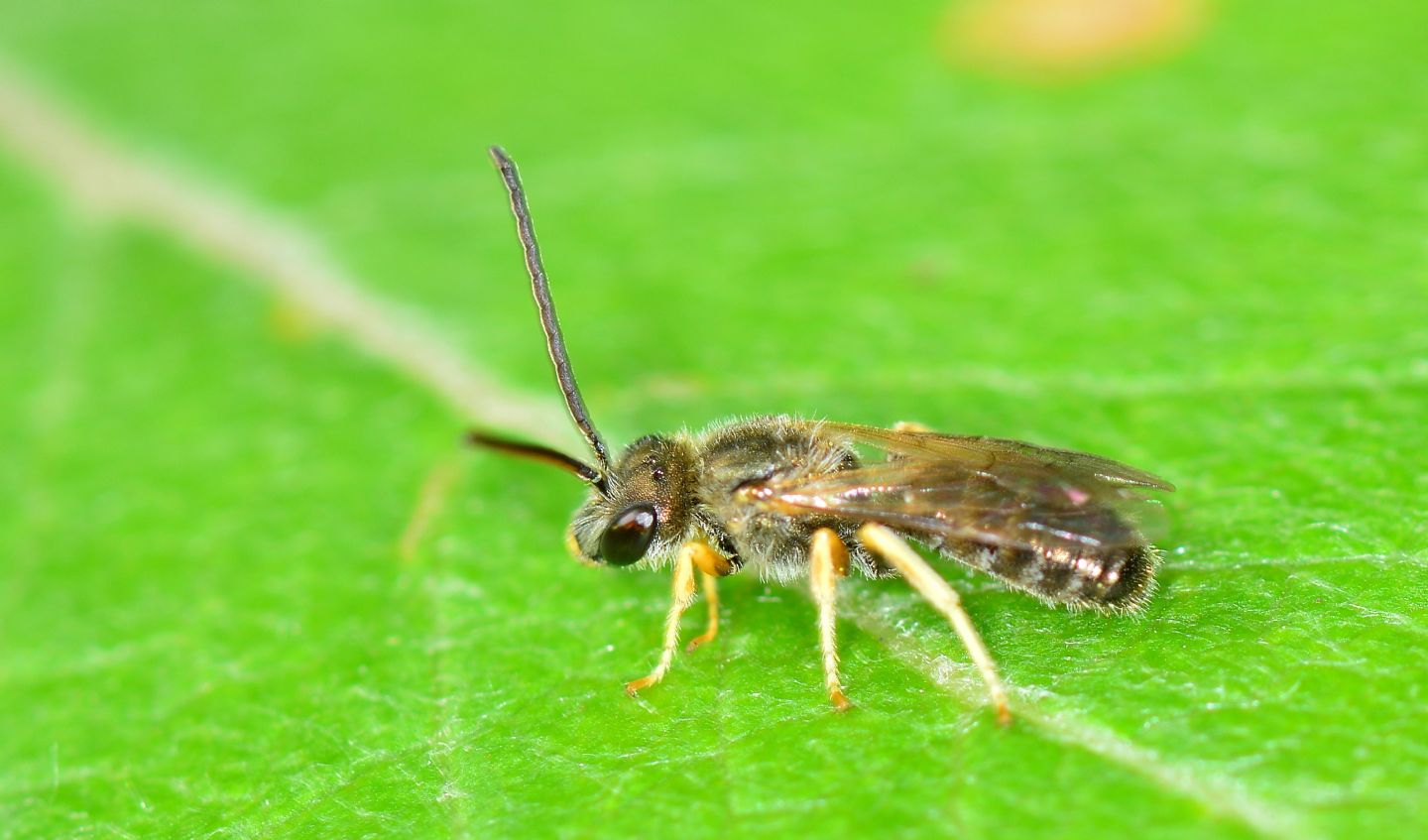 Apidae Halictinae, maschio: Lasioglossum sp. o Halictus sp.
