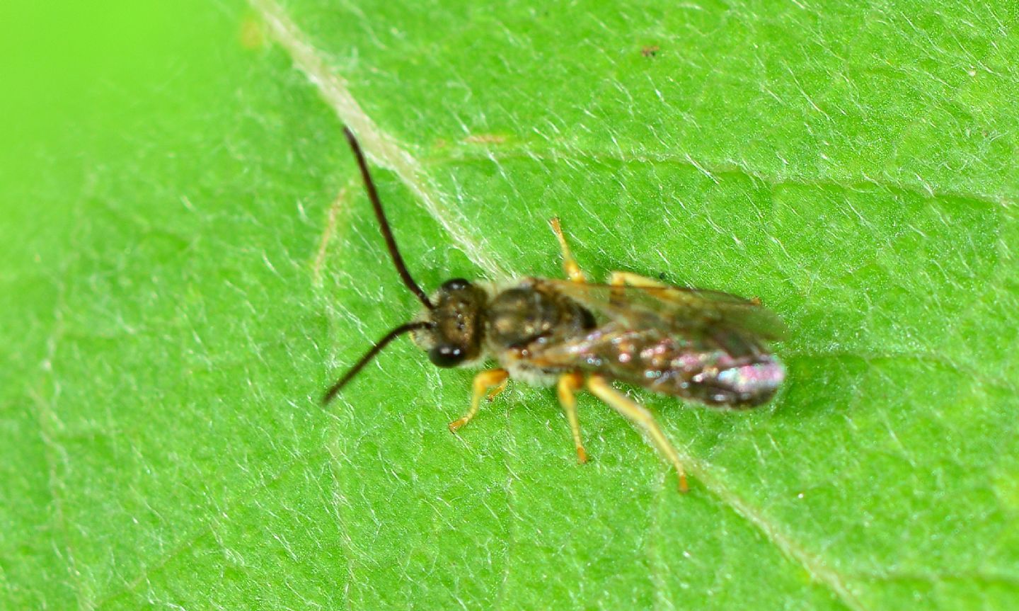 Apidae Halictinae, maschio: Lasioglossum sp. o Halictus sp.