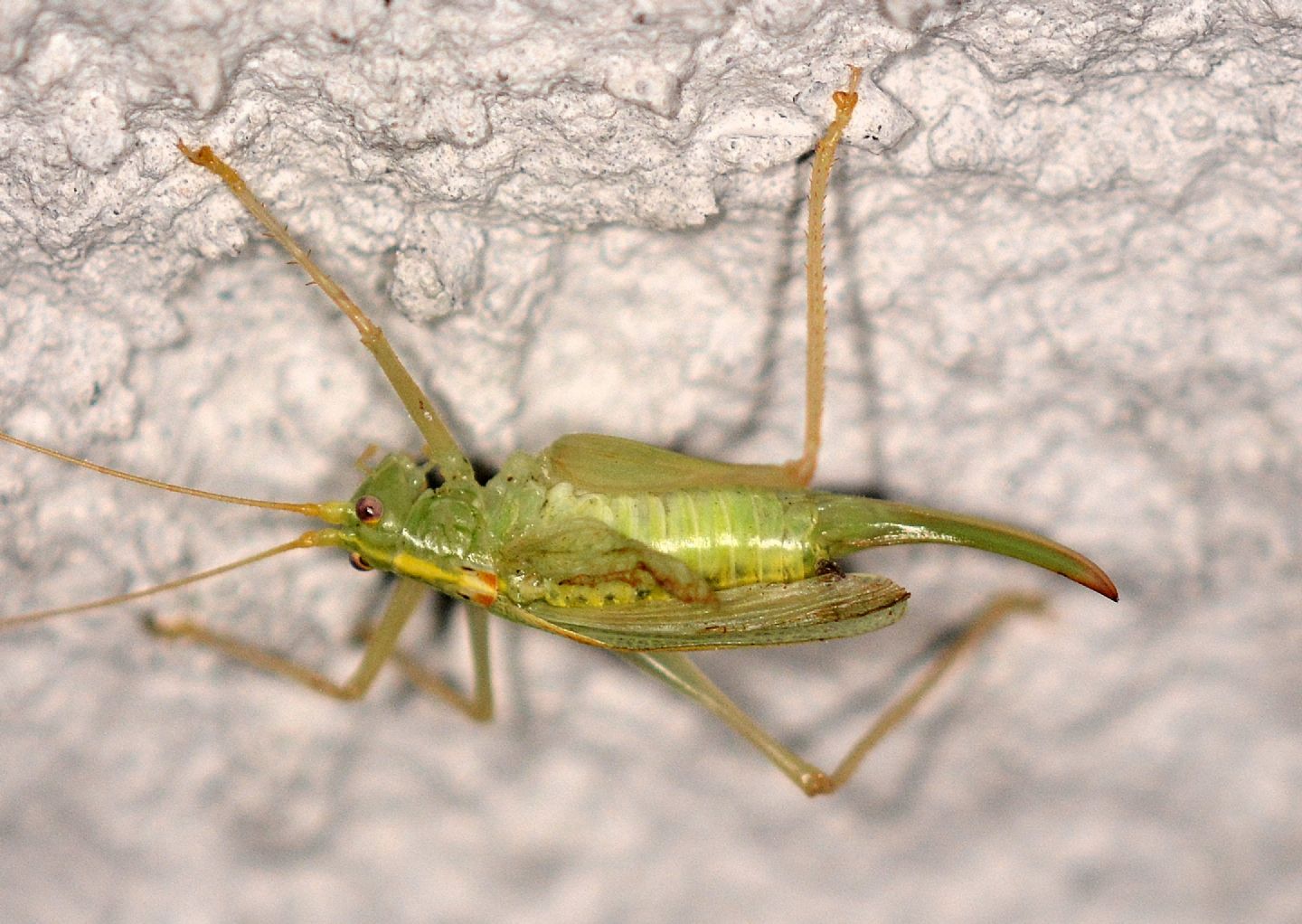 Meconema thalassinum (Meconematidae)