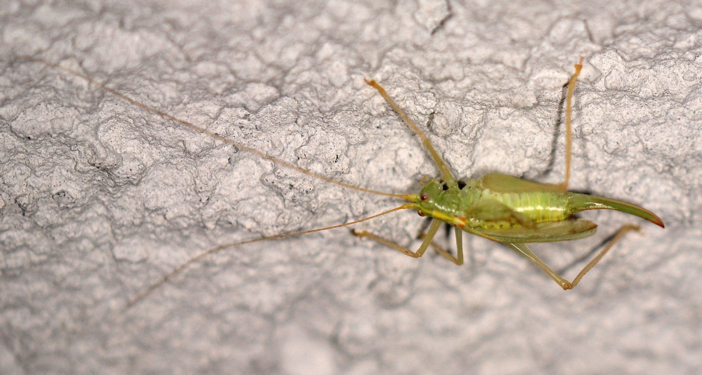Meconema thalassinum (Meconematidae)