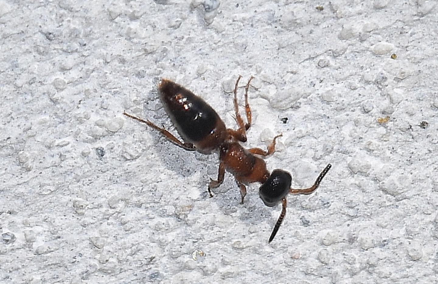 Formicidae? No, Myrmosa atra, Mutillidae