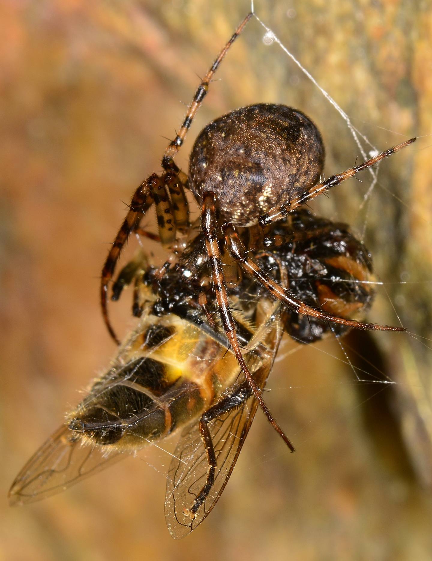 Metellina merianae con preda - Bannio Anzino (VCO)