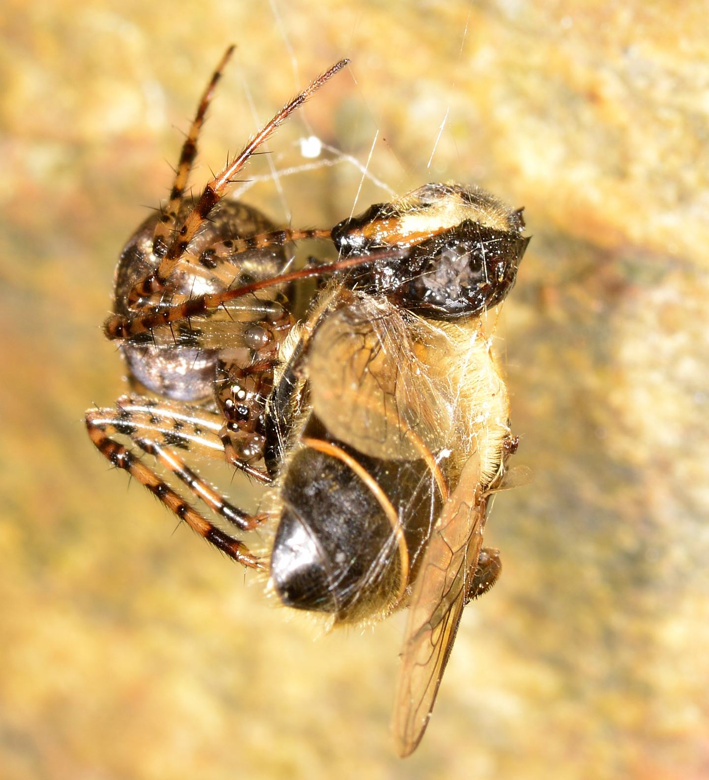 Metellina merianae con preda - Bannio Anzino (VCO)