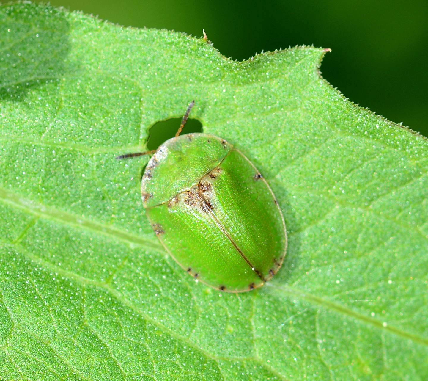Cassida da id