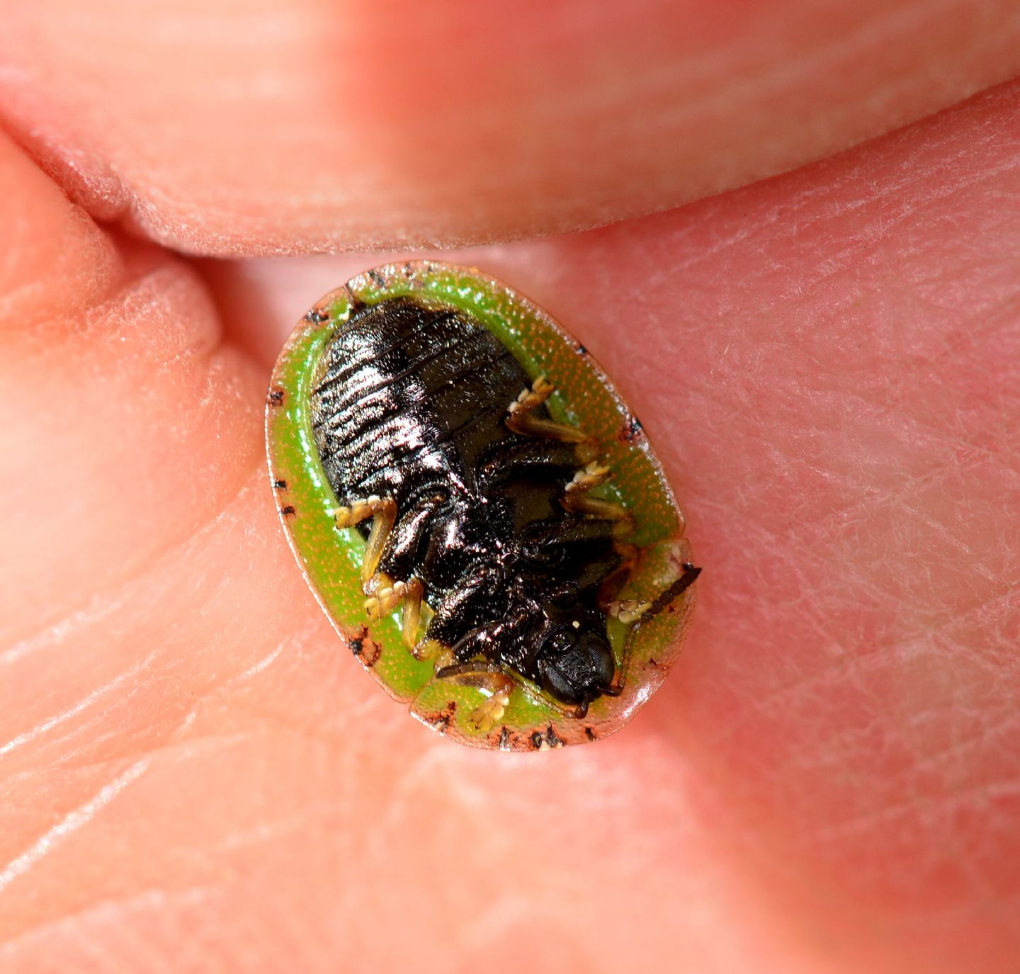 Cassida da id