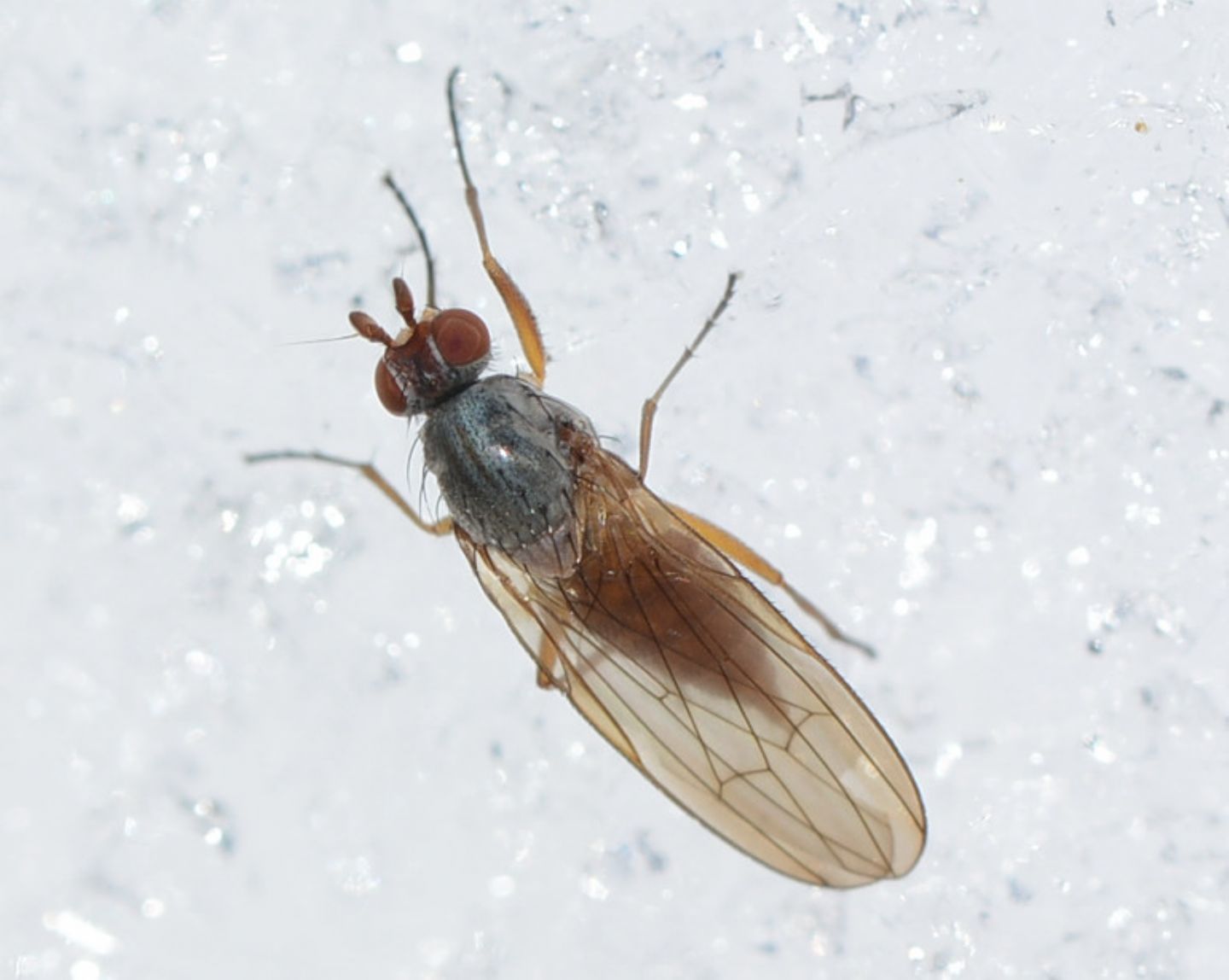 Heleomyzidae: Tephrochlamys rufiventris
