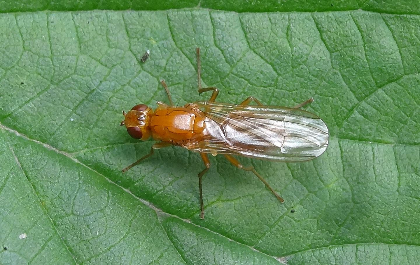 Psilidae: Psila fimetaria