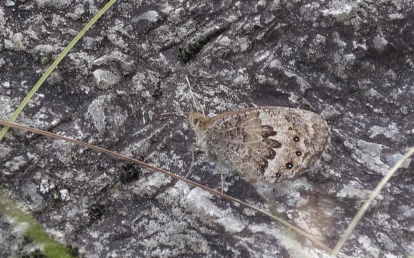 Quale Erebia ? Erebia montana, femmina