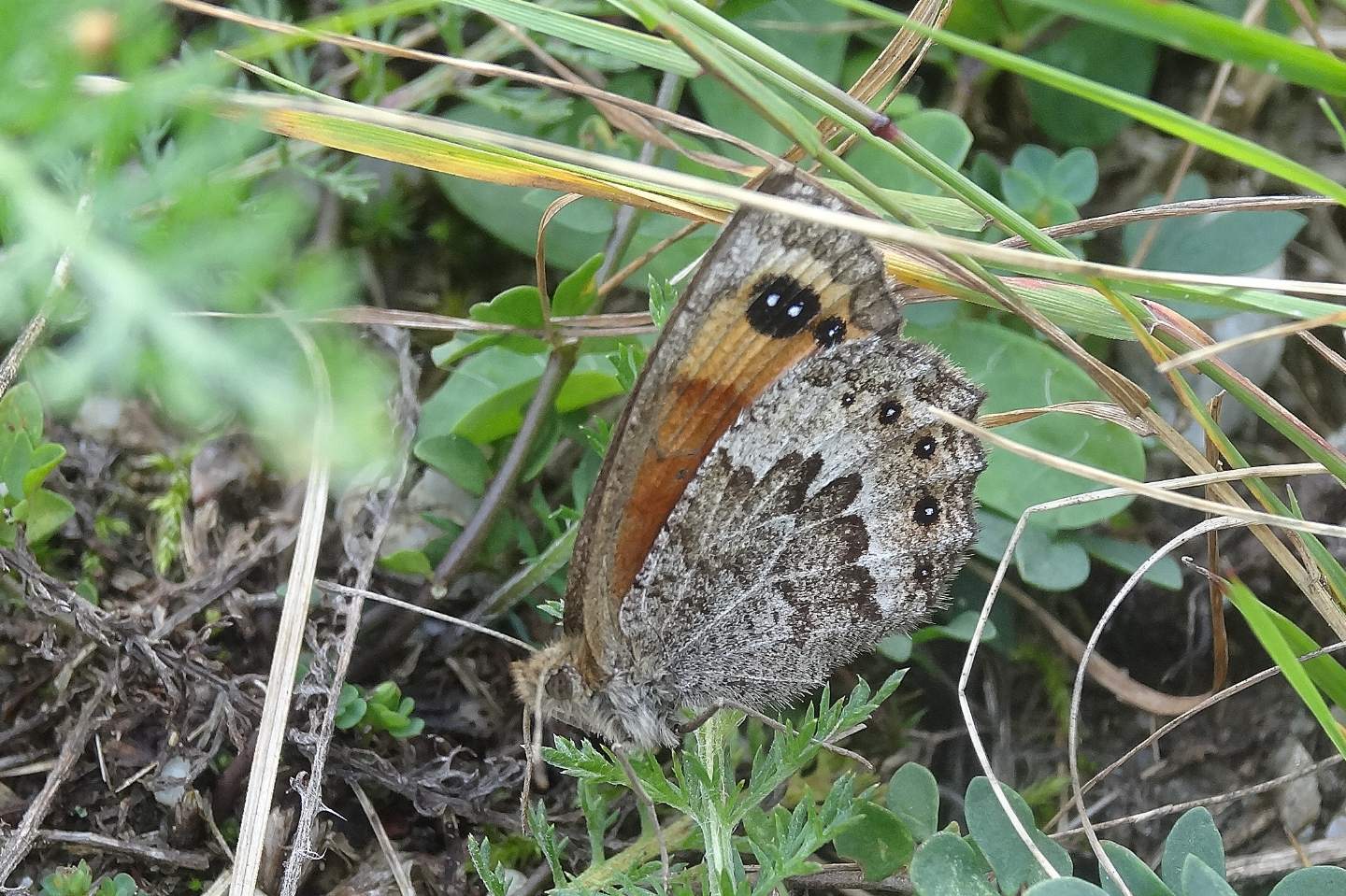 Quale Erebia ? Erebia montana, femmina