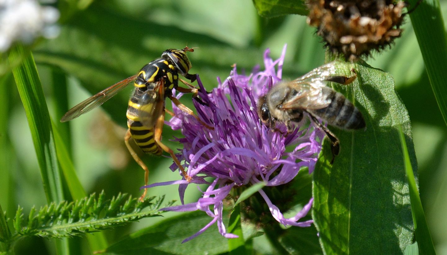 Syrphidae: Spilomyia cfr. saltuum