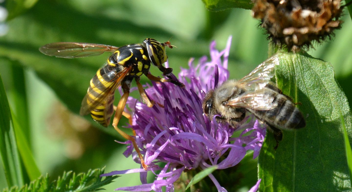 Syrphidae: Spilomyia cfr. saltuum