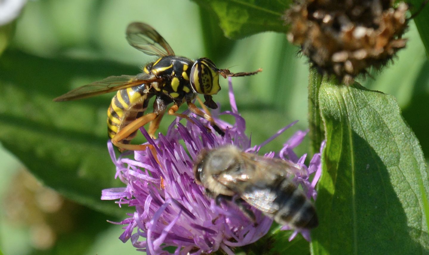 Syrphidae: Spilomyia cfr. saltuum