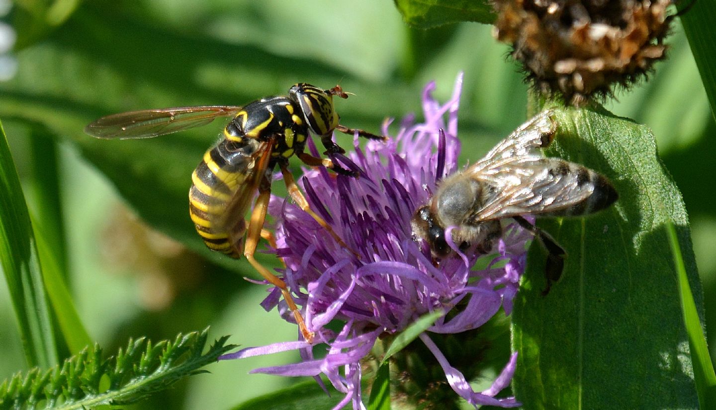 Syrphidae: Spilomyia cfr. saltuum