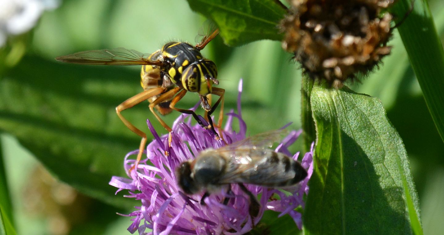 Syrphidae: Spilomyia cfr. saltuum