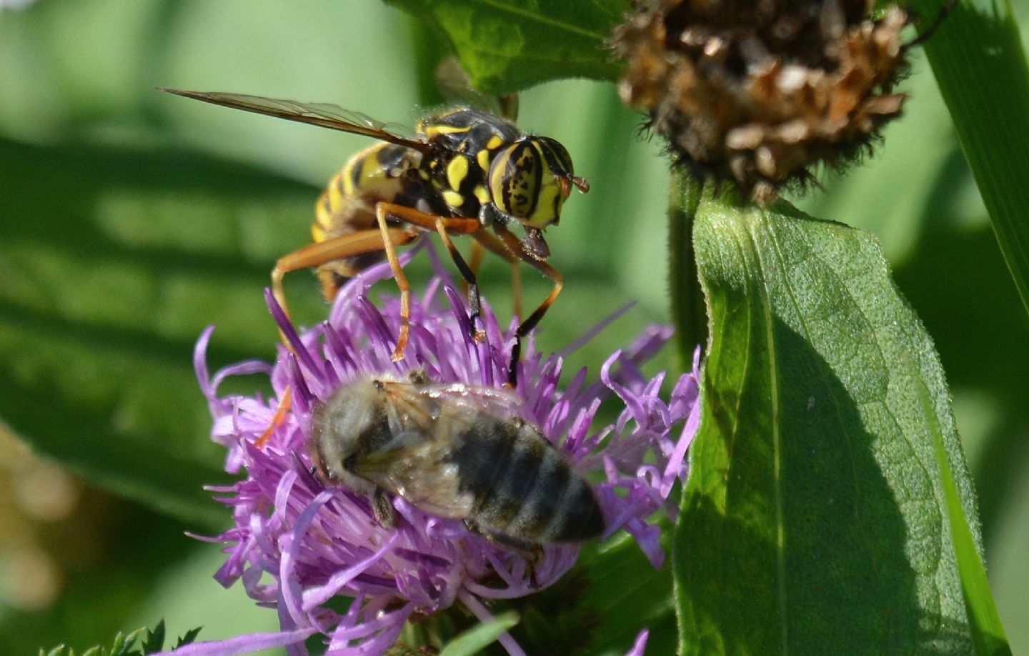 Syrphidae: Spilomyia cfr. saltuum