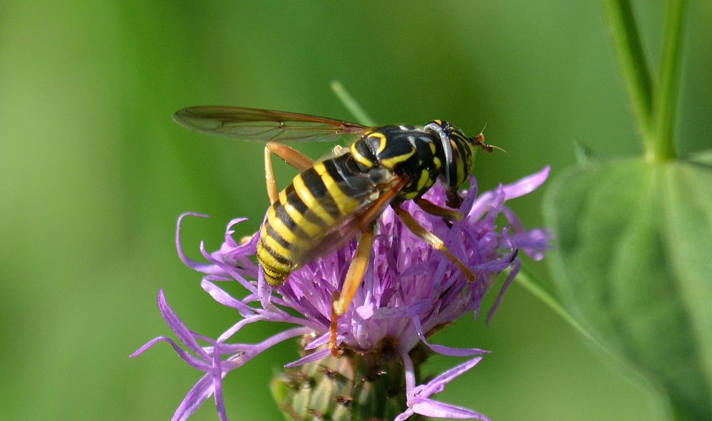 Syrphidae: Spilomyia cfr. saltuum