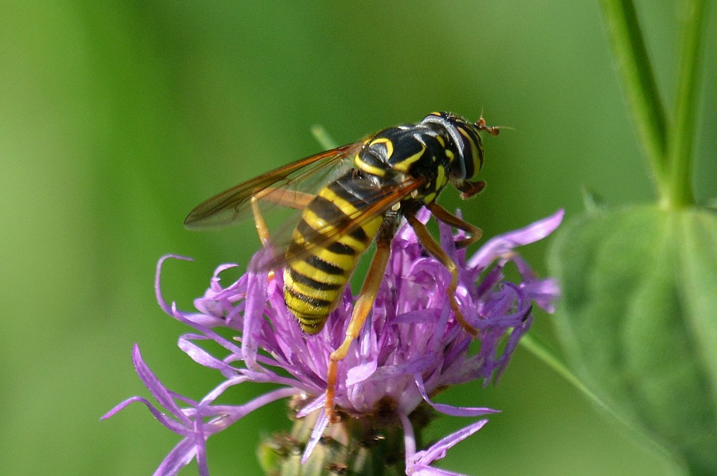 Syrphidae: Spilomyia cfr. saltuum