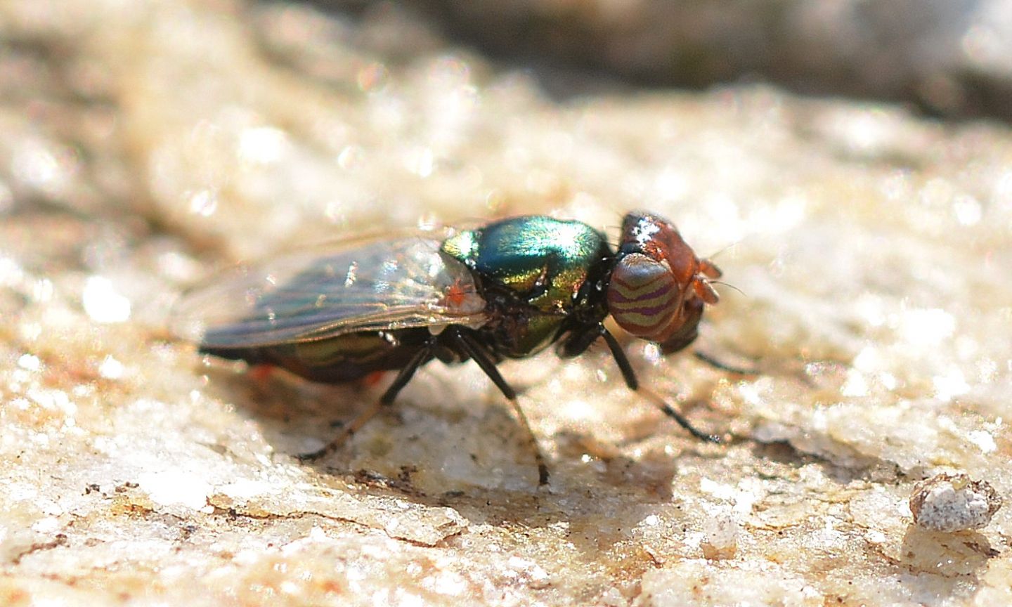mosca strana: Physiphora alceae (Ulidiidae)