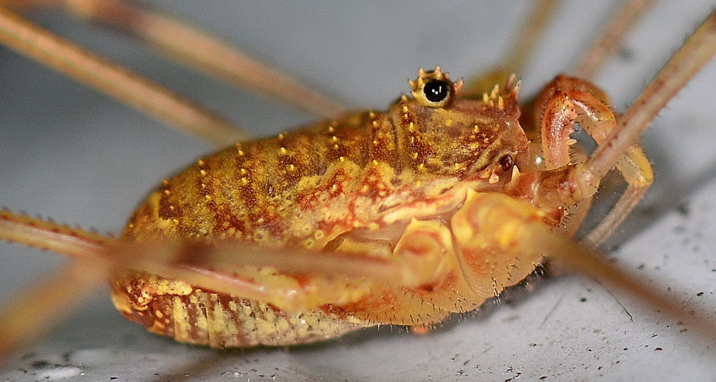 Phalangiidae: Lacinius ephippiatus, femmina