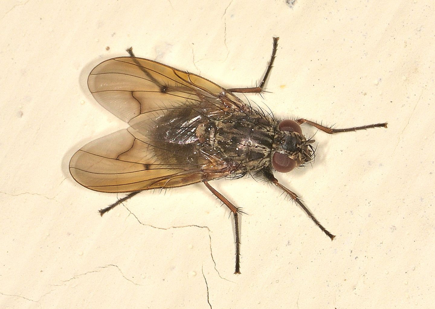 Muscidae: Phaonia tuguriorum