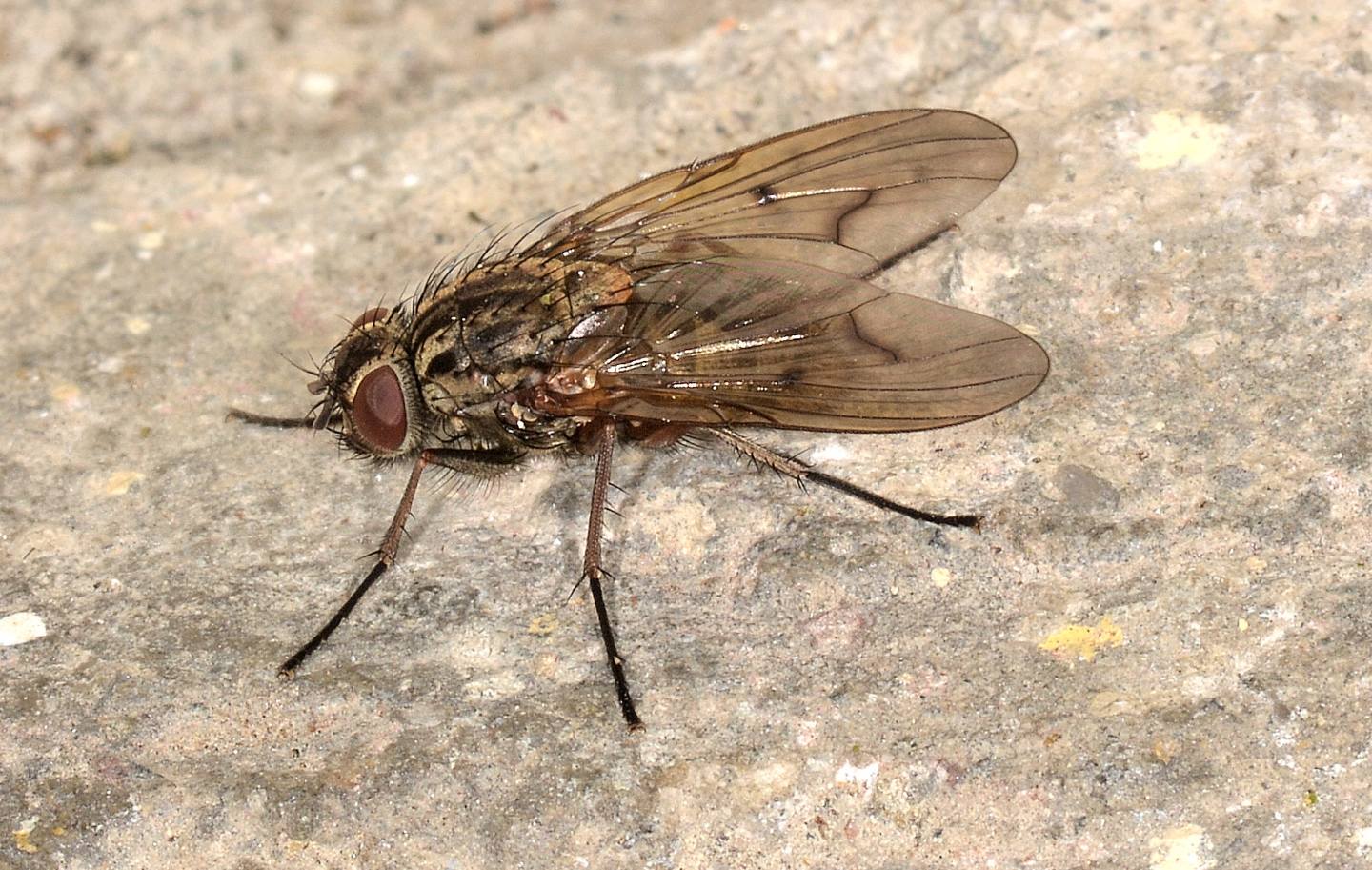 Muscidae: Phaonia tuguriorum