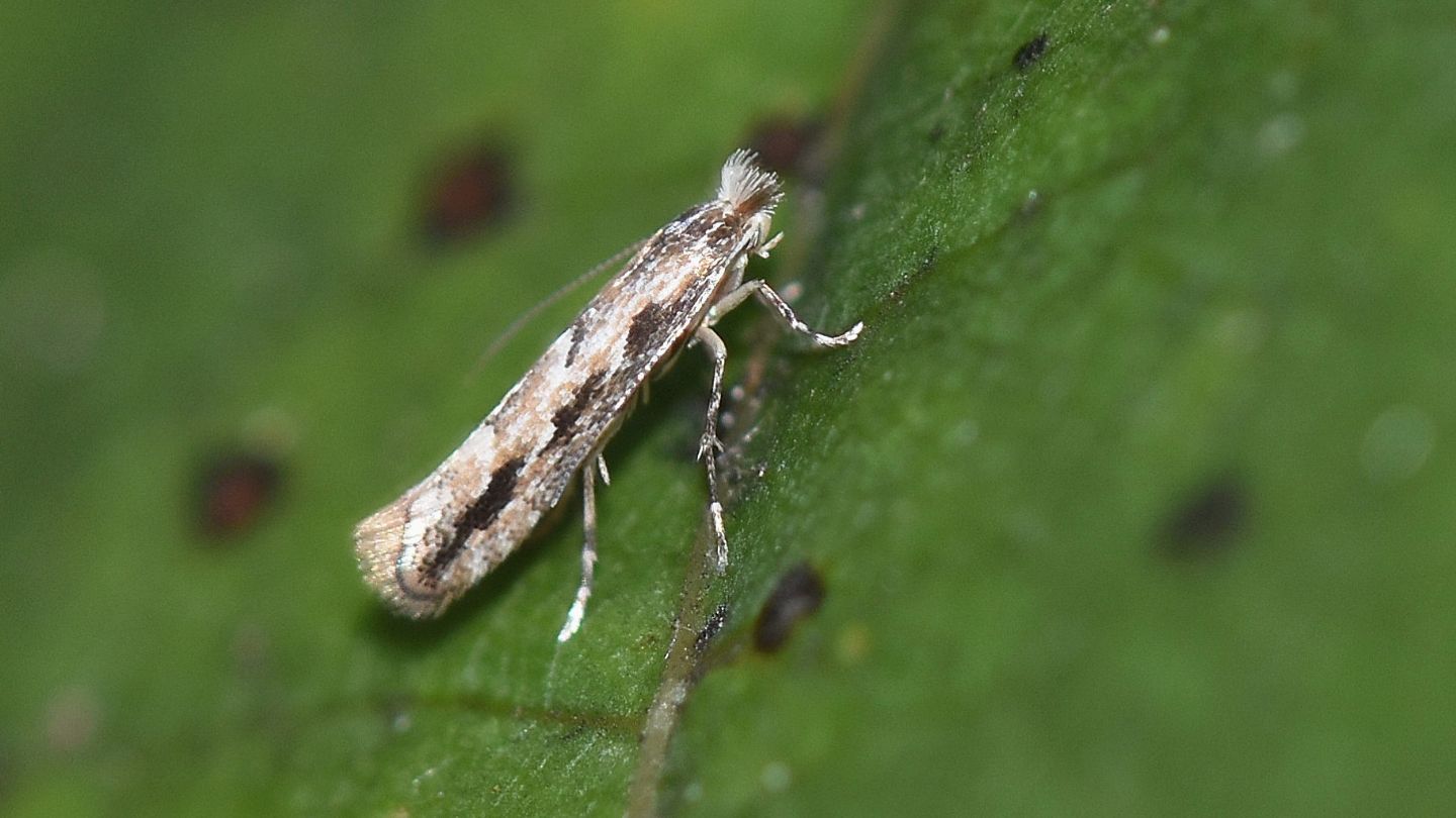 Gracillariidae:  Phyllonorycter issikii