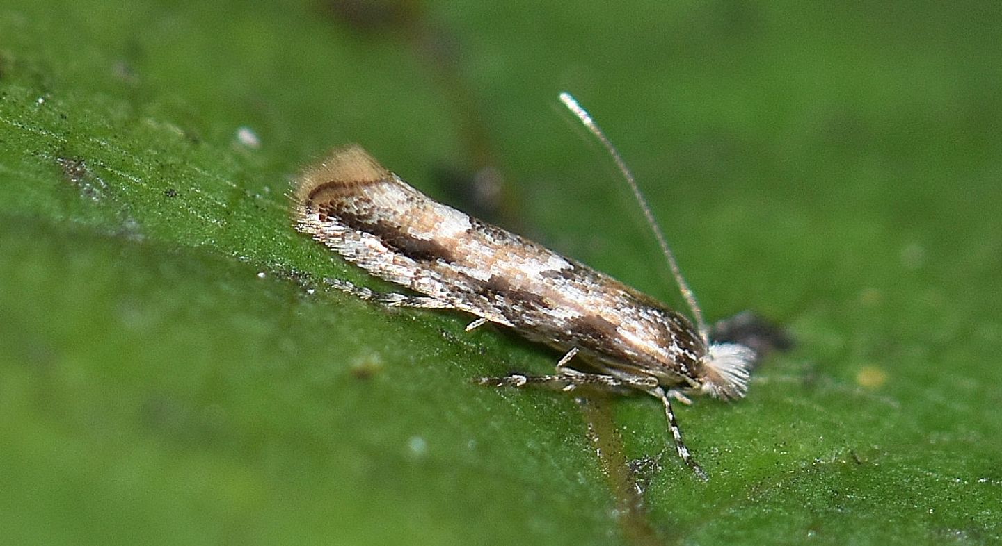 Gracillariidae:  Phyllonorycter issikii