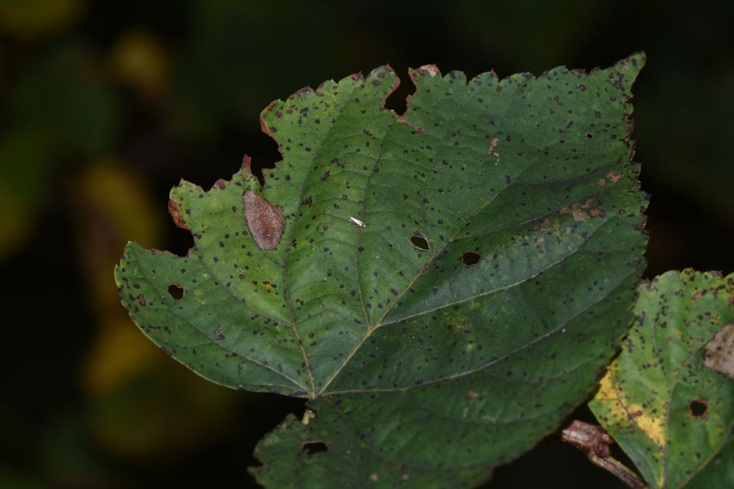 Gracillariidae:  Phyllonorycter issikii