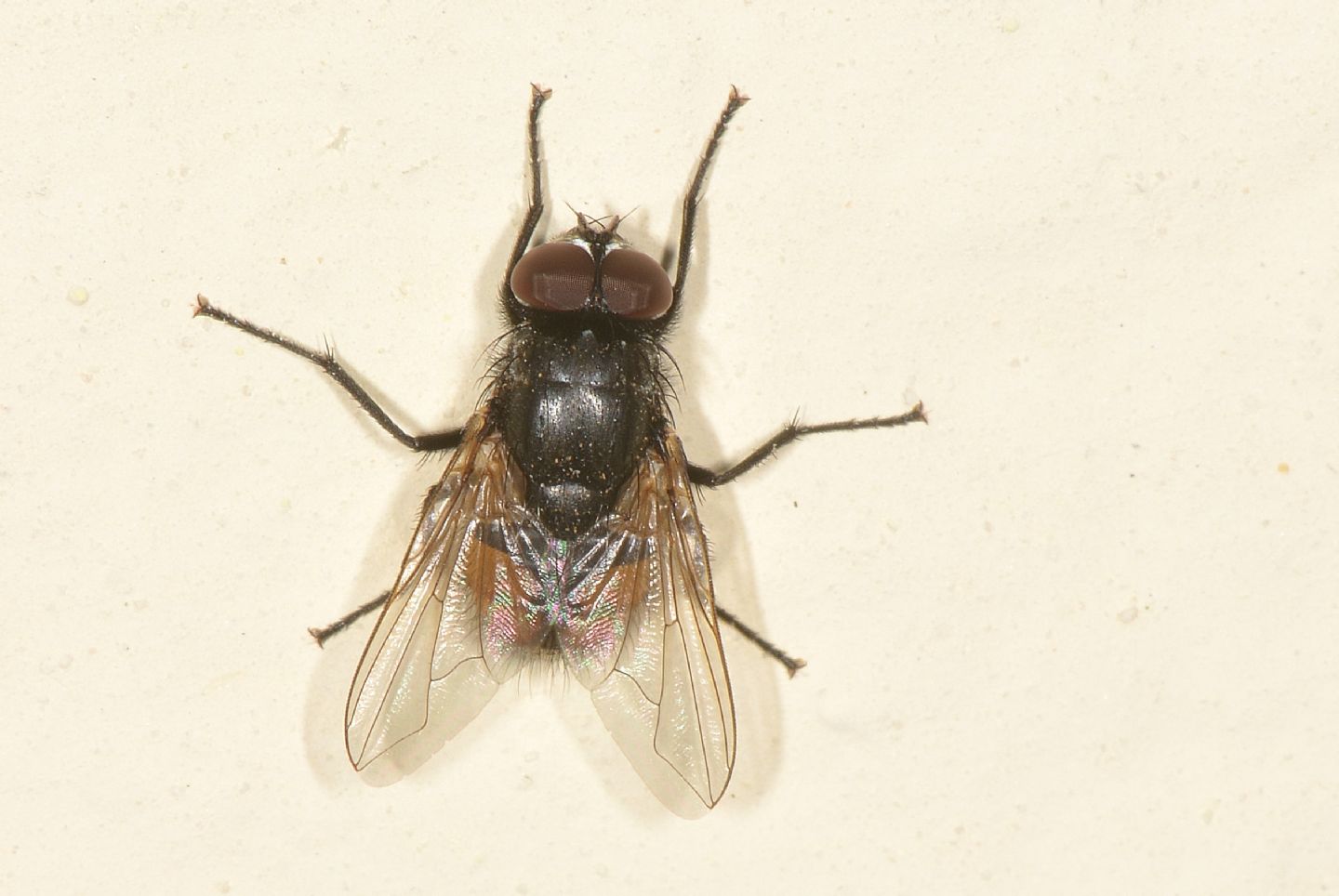 mosca ?  S, Musca autumnalis, maschio