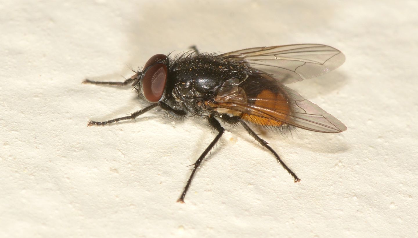 mosca ?  S, Musca autumnalis, maschio