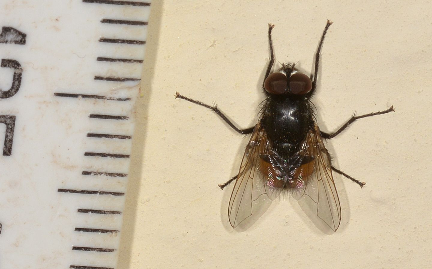 mosca ?  S, Musca autumnalis, maschio