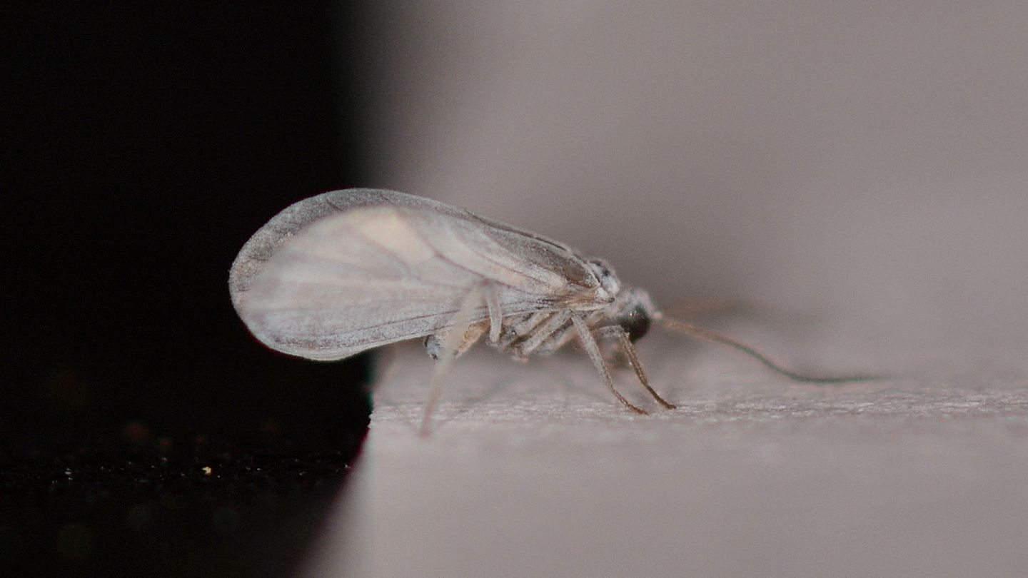 Coniopterygidae: Coniopteryx sp.